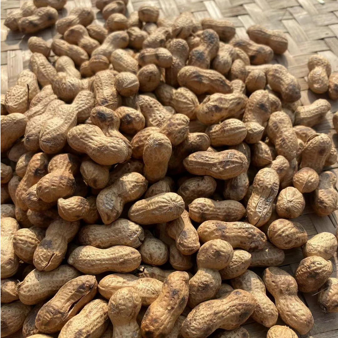 盘龙花生柴火炒花生香味回味新鲜好吃带壳熟花生3斤5斤