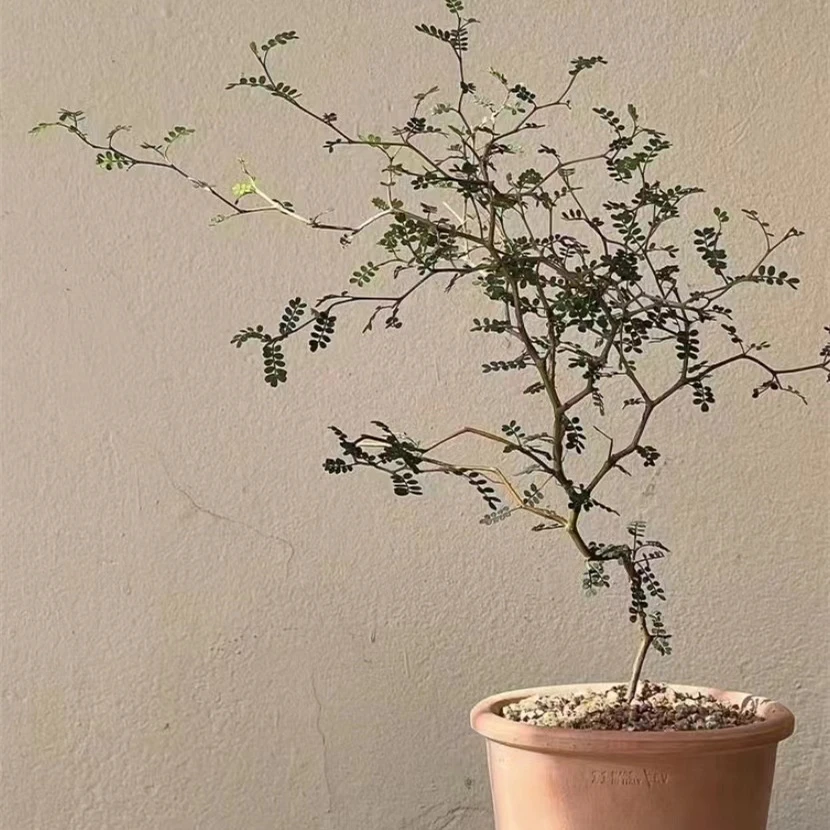 新西兰灌木童话树小男孩原生植物ins风格网红绿植新西兰刺槐