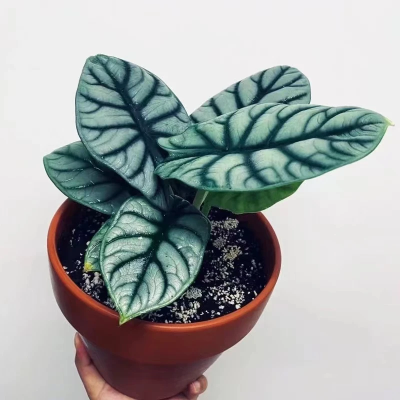 叶阿姨家绿植希洛美人白犀牛铜叶龙鳞海芋热带植物耐热异彩植物