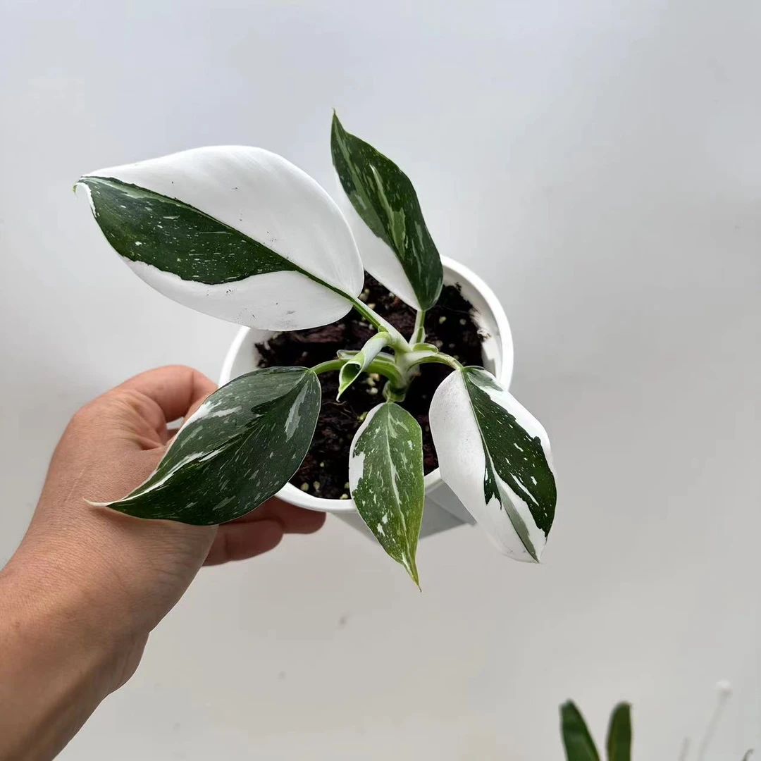 白巫师蔓绿绒新手推荐白色锦化植物干透浇透湿度要求常规带12盆
