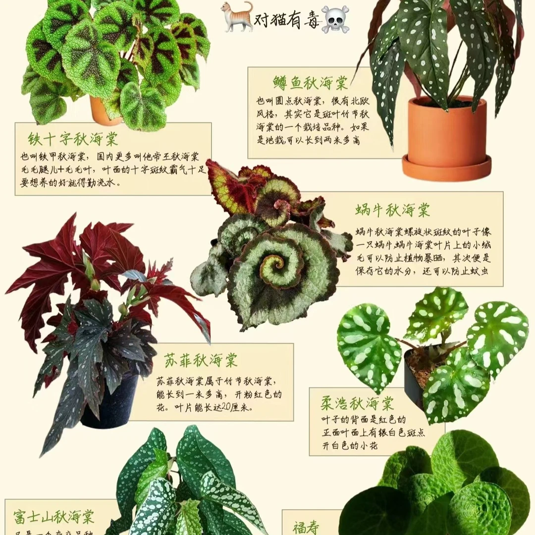 鳟鱼祥云蜗牛铁十字秋海棠进口北欧风室内客厅阳台绿植网红盆栽