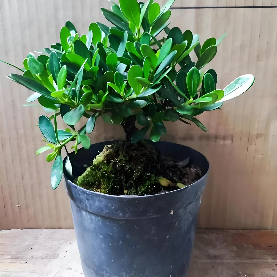 冠珠栀子花 单瓣结果可爱香甜栀子花盆栽微盆景素材苗