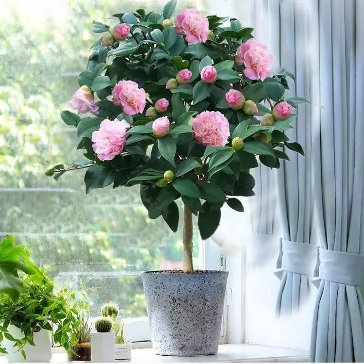 香妃山茶花盆栽电视柜五色赤丹植物室内茶花栀子花树苗栀子花盆栽