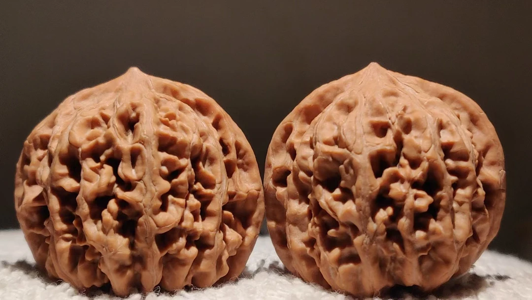 DY41核源山庄精品涉县野生闷尖狮子头