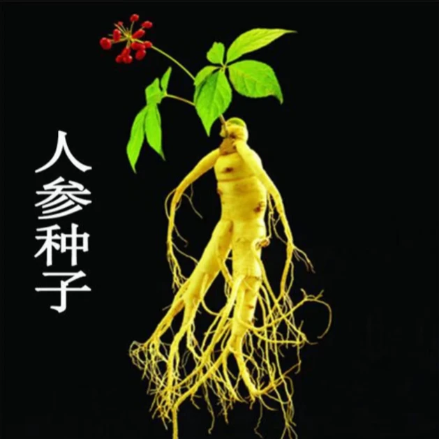 人参种子长白山爆款人参种子人工种植人参阳台小院均可种植简单