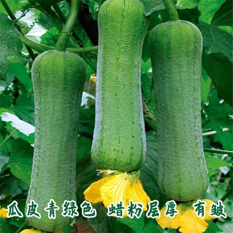 肉丝瓜种子四季奶香肉丝瓜早熟当季蔬菜籽