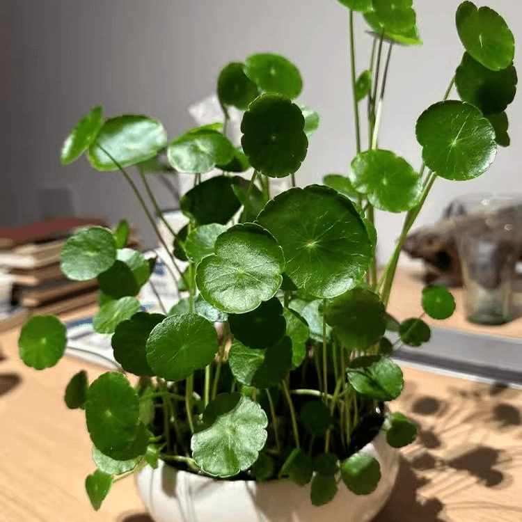 铜钱草草籽大叶子水养种籽四季播种水培植物花卉盆栽室内常绿种子