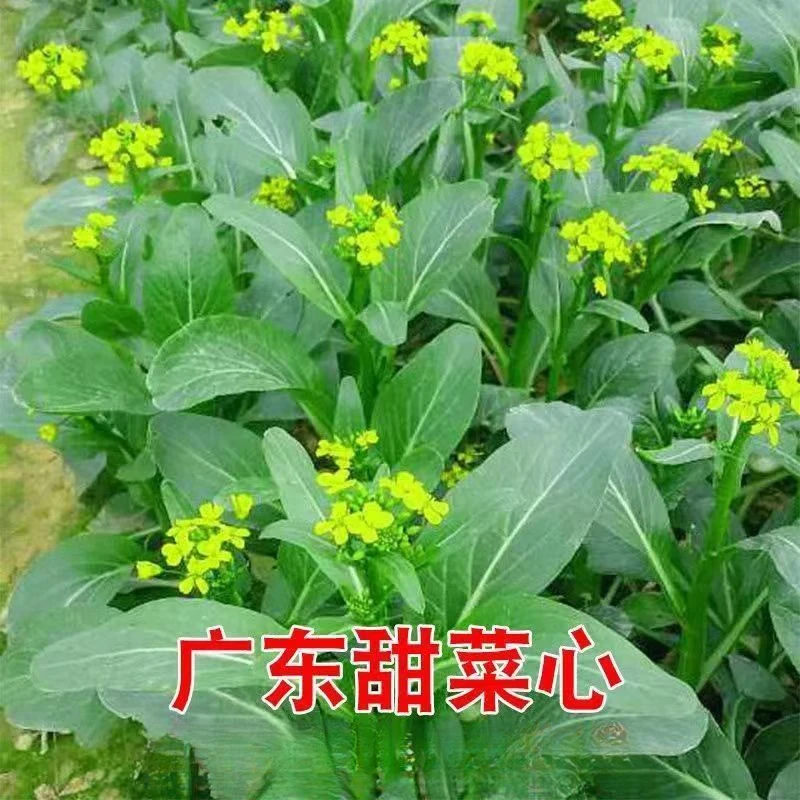 广东油青甜菜心种子四季甜菜心种子粗条青菜蔬菜春季蔬菜种子大全
