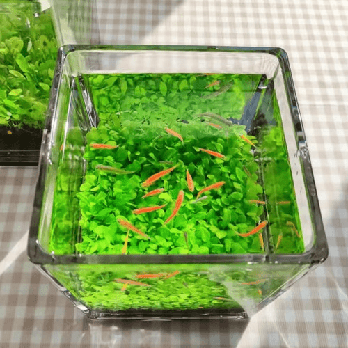 水草种子水草缸水草种籽造景套餐懒人四季水族箱四季增