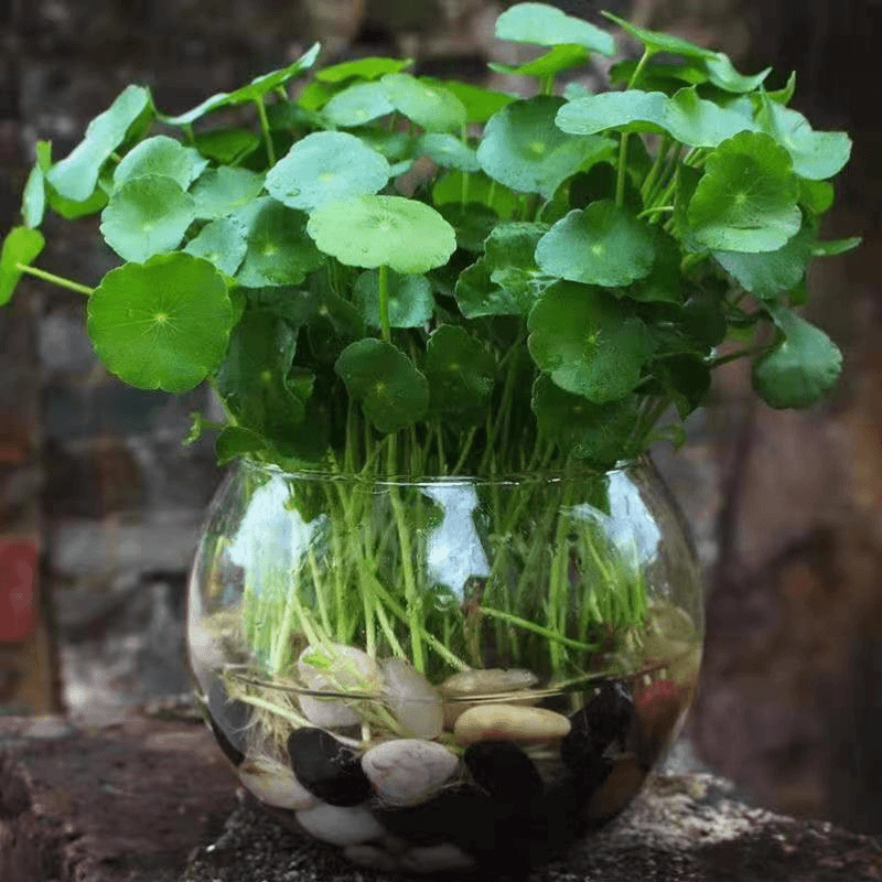 铜钱草种子金钱草种籽水培土培种子均可种植盆栽