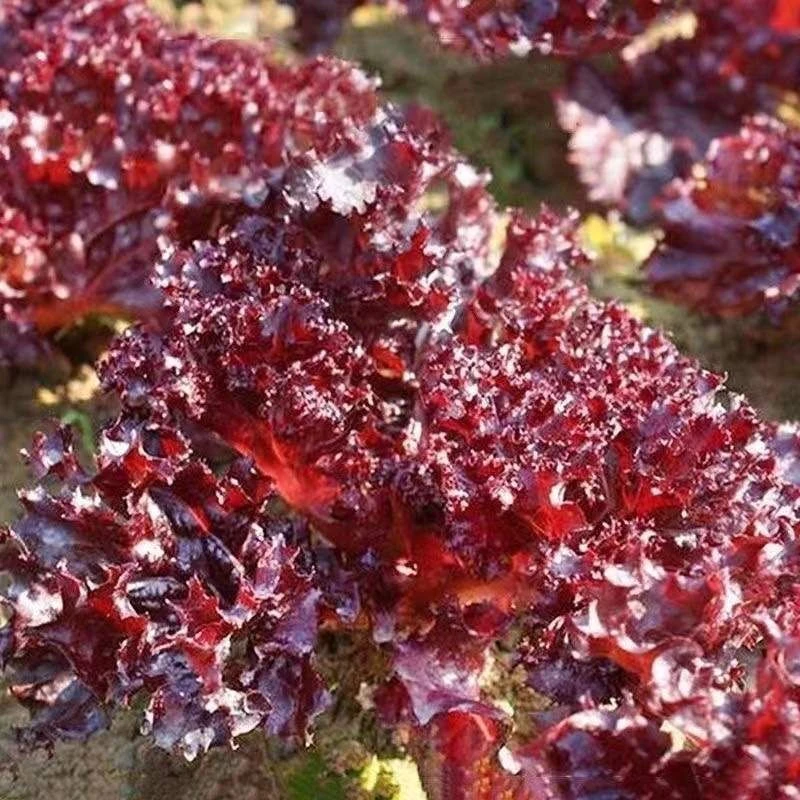 紫色生菜红叶紫叶生菜不招虫耐热四季奶油紫色蔬菜青菜沙拉菜食用