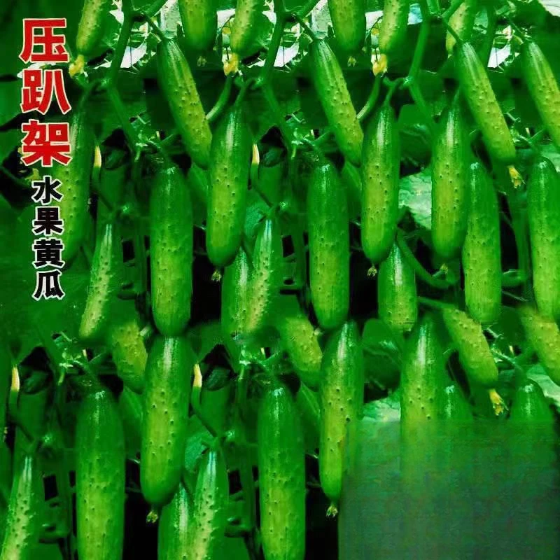 水果黄瓜种子压趴架四季盆栽春秋黄瓜种旱籽大棚阳台蔬菜种子