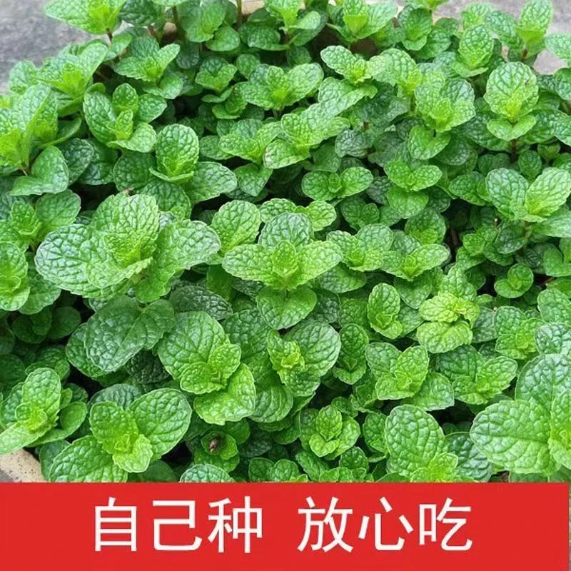 食用薄荷种子四季可播香草柠檬薄荷阳台盆栽驱蚊可泡茶