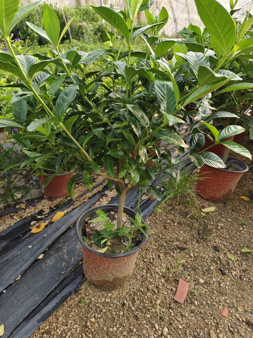 大叶牡丹栀子花原盆独杆风化砂养殖