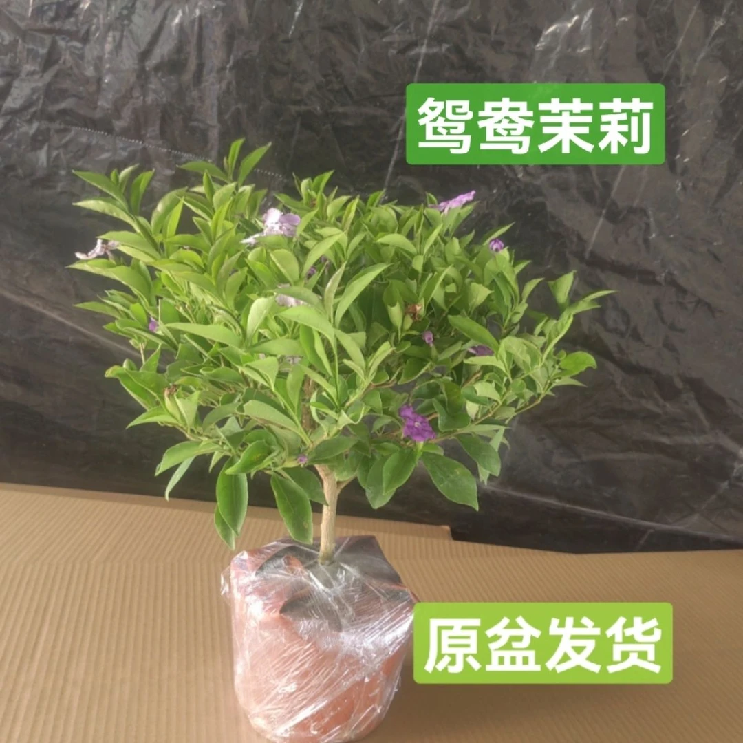 双色茉莉独杆带盆有花苞鸳鸯茉莉棒棒糖
