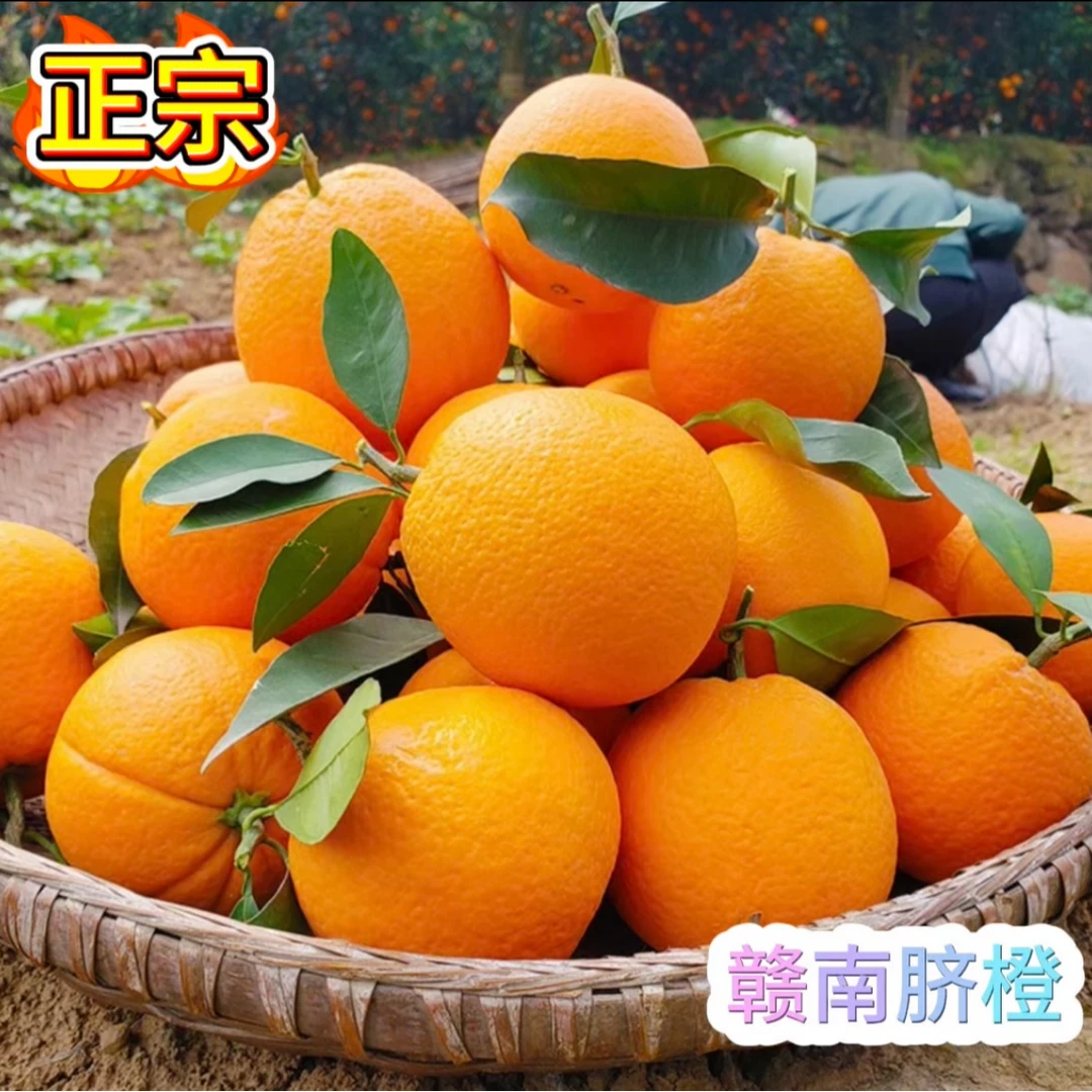 江西正宗赣南脐橙当季橙子新鲜水果(T)