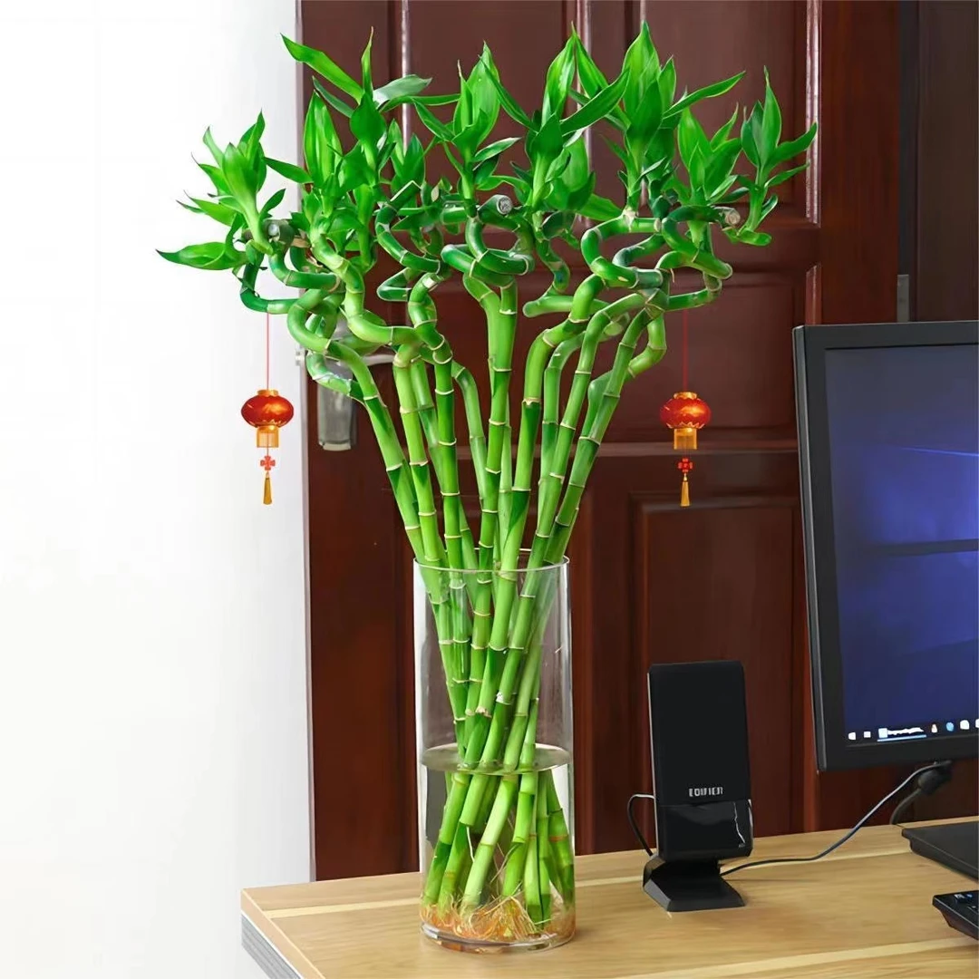 【出口品质】转运竹带根水养客厅水培招财绿植富贵竹净化空气好养活