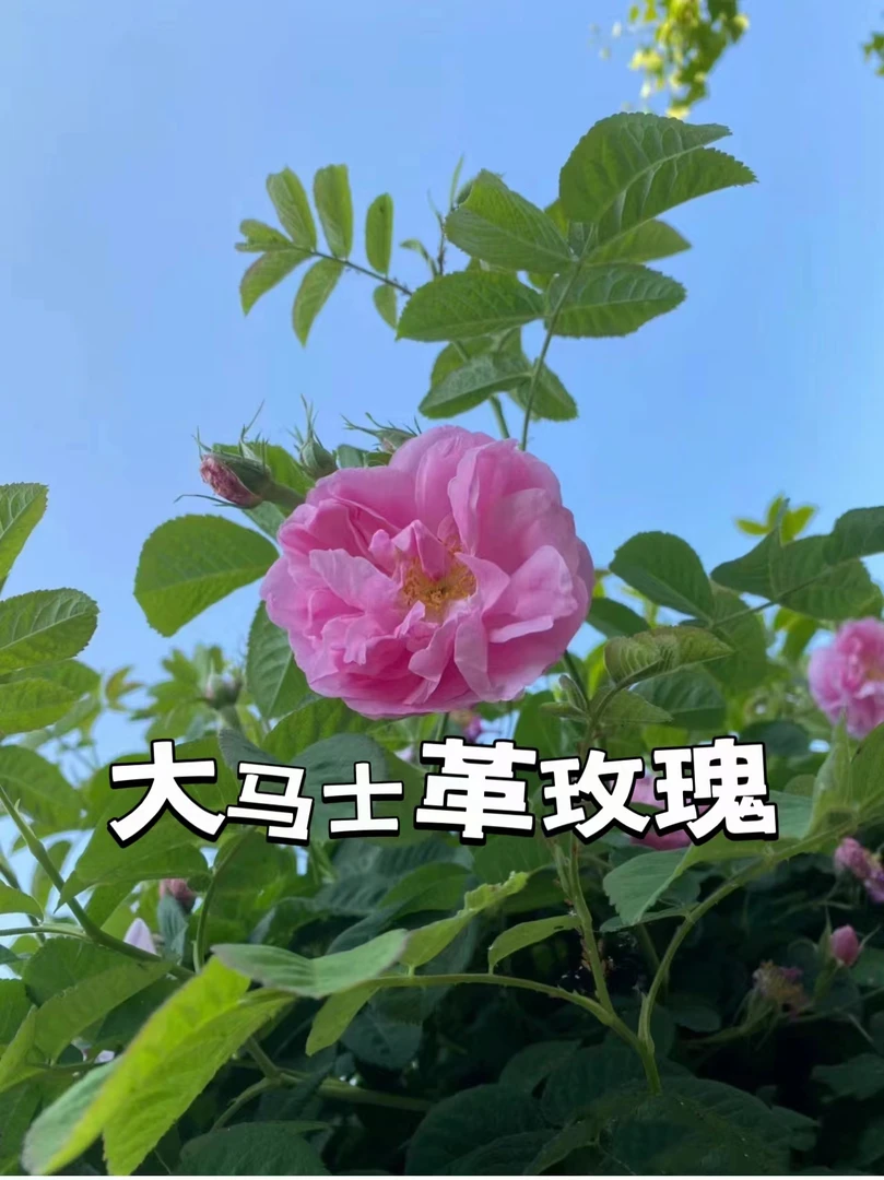 大马士革玫瑰食用玫瑰花苗保加利亚玫瑰浓香盆栽植物食用玫瑰花苗