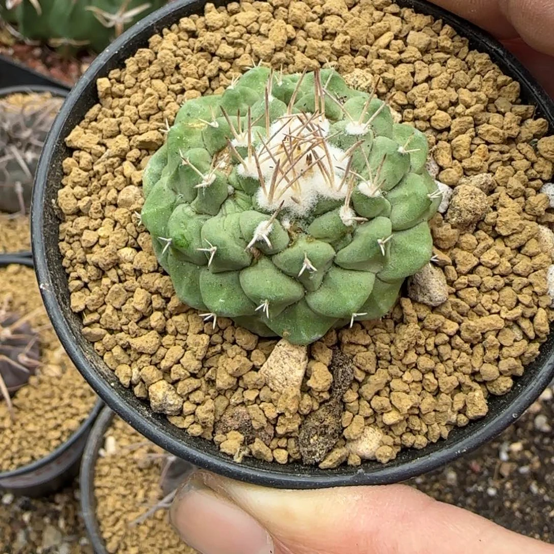 菊水 实生仙人球557