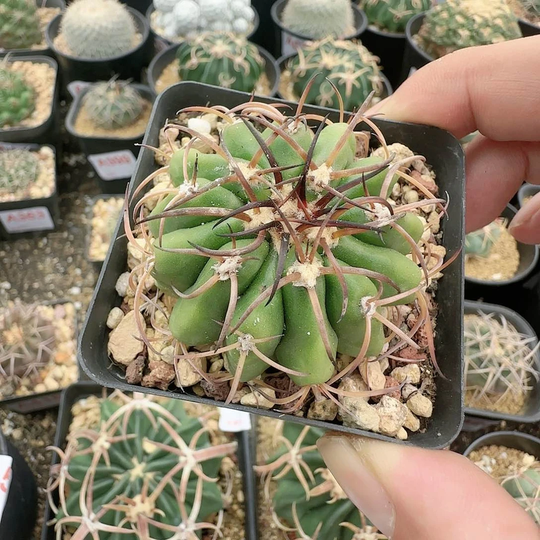 圆盘玉 实生仙人球423