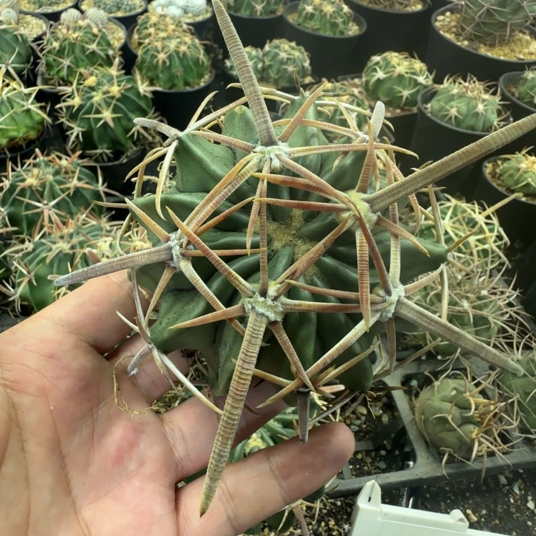 剑刺凌波仙人球 实生