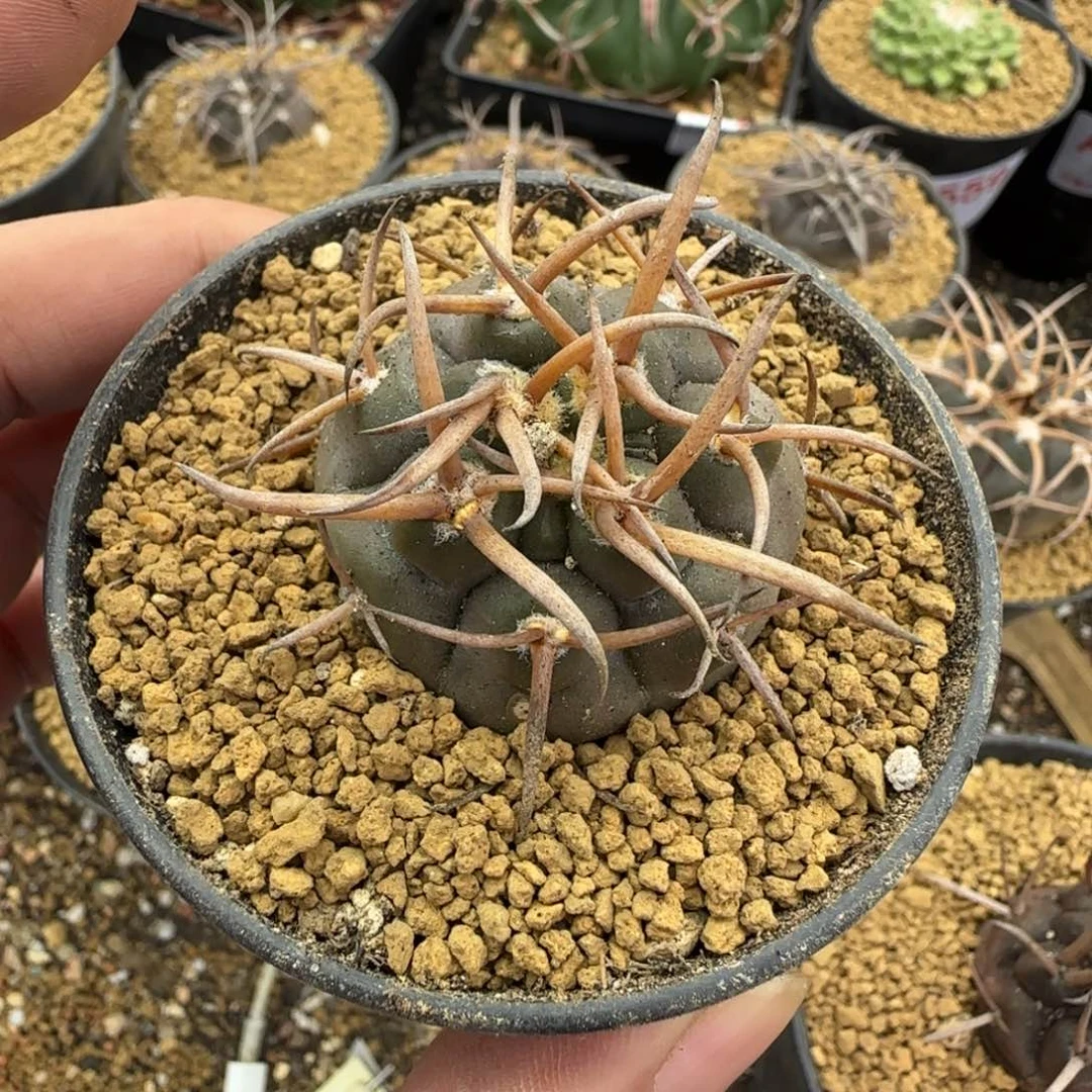 象*摩天龙 实生仙人球190