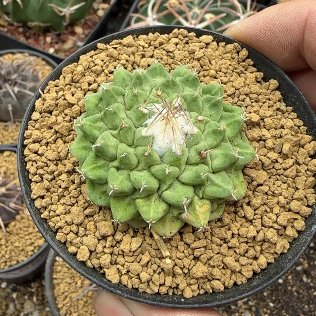 菊水 实生仙人球559