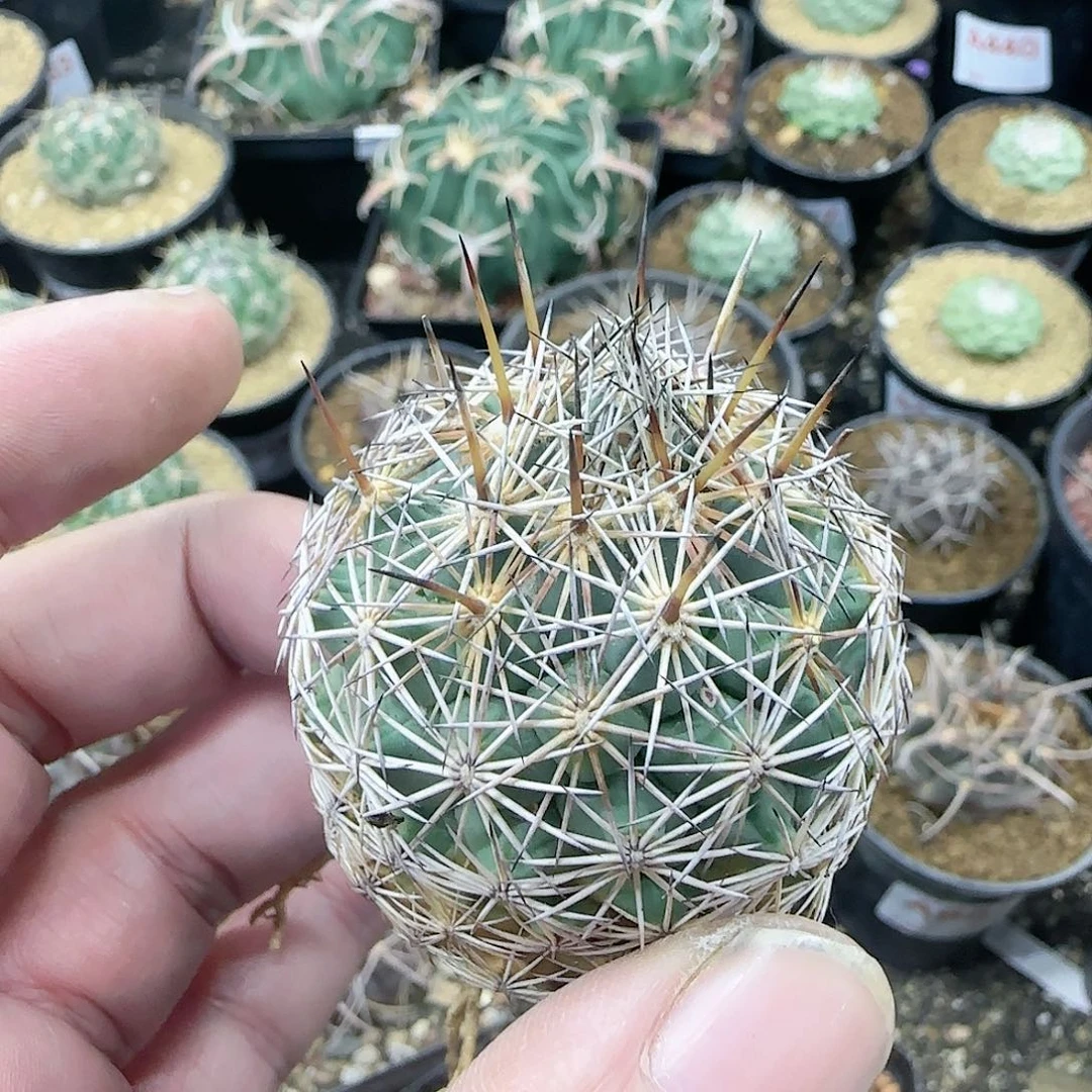 针鼠丸 实生仙人球