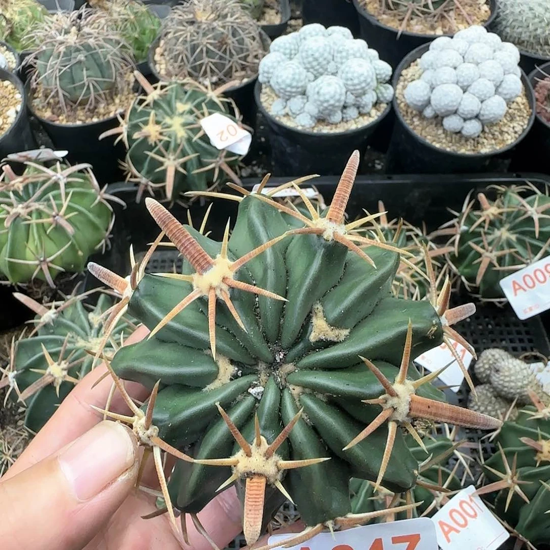 凌波 实生仙人球047