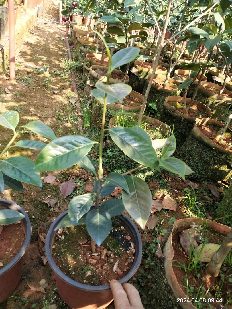 云南茶花3年朱砂紫袍壮苗