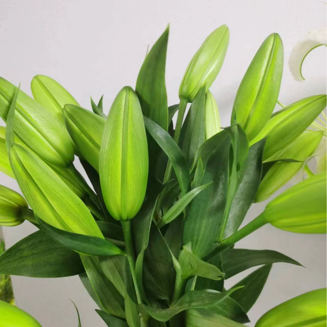 瑕疵花（黄天霸）浓香型百合东北基地现采现发顺丰包邮水生鲜切花