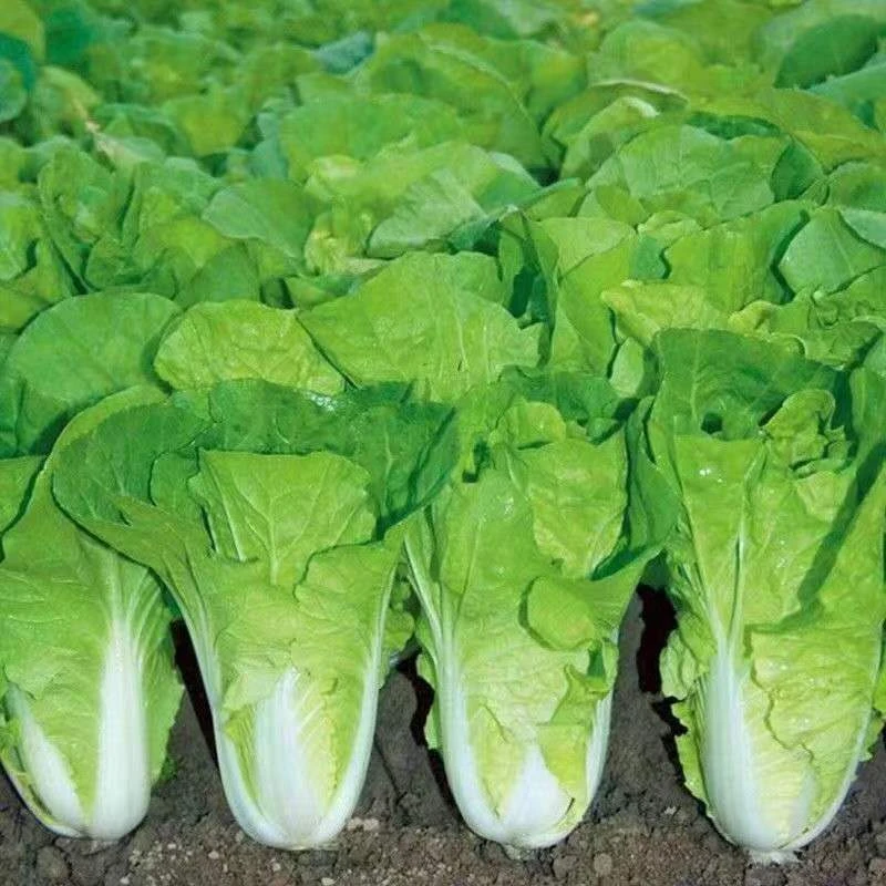【20天速生】奶油快菜种子四季小白菜蔬菜青菜菜籽快菜籽菜种