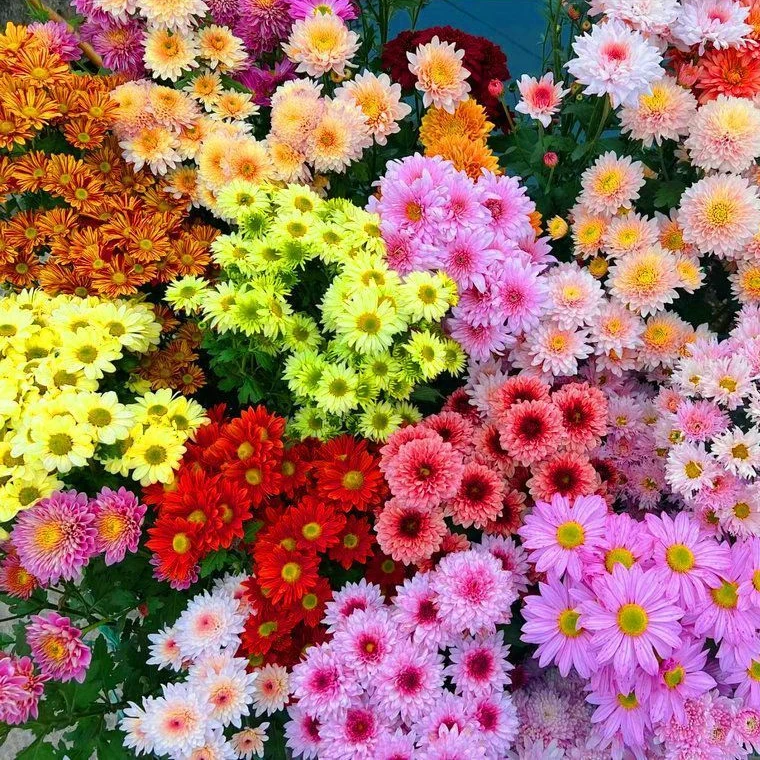 混色除虫菊驱虫菊种驱蚊花种庭院植物多年生阳台盆栽花卉