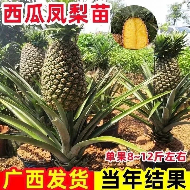 凤梨苗西瓜凤梨22号冰糖凤梨大果阳台盆栽庭院地栽南北种当年结果