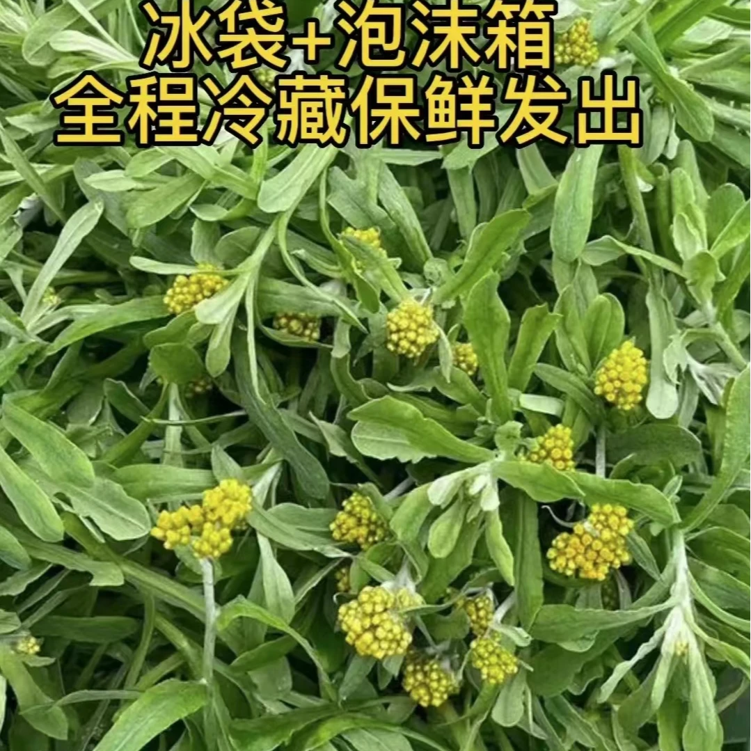 正宗新鲜清明草鼠曲草野外自然生长水牛花佛耳草花草现摘现发