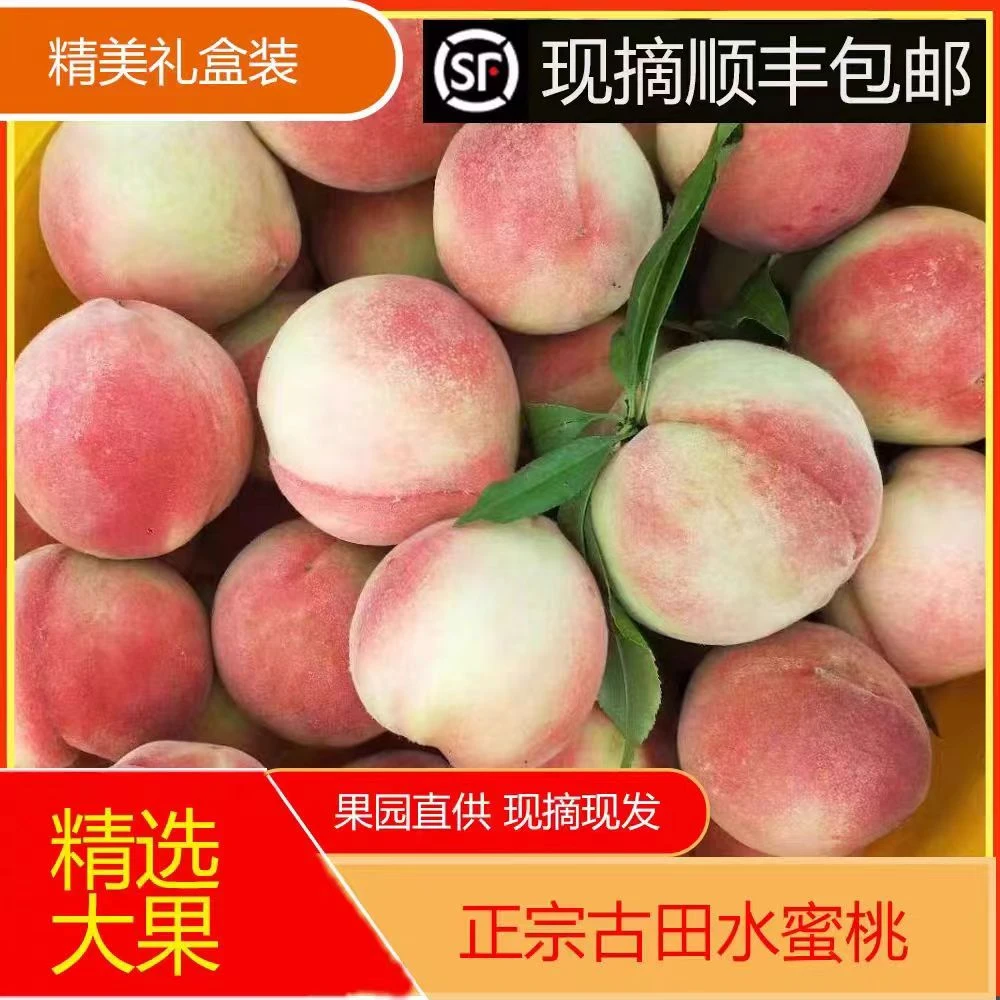 【顺丰包邮】福建古田正宗新鲜白凤水蜜桃现摘现发脆甜多汁果园直发