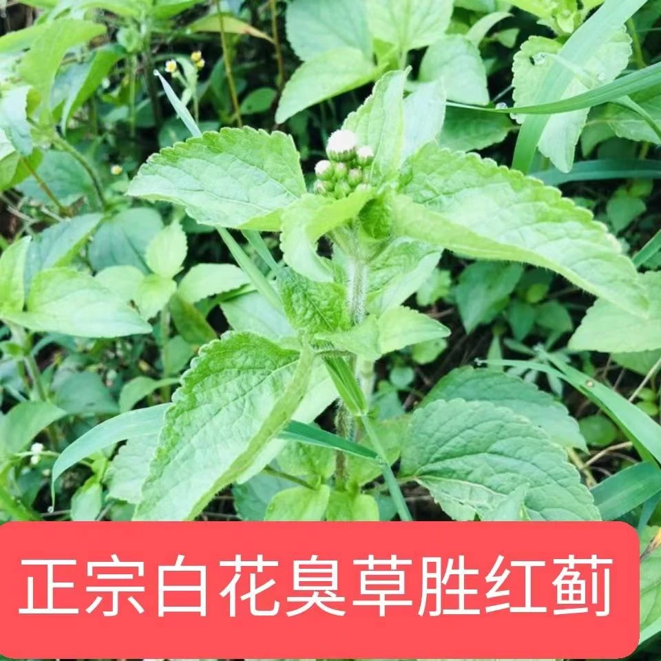 白花臭草现摘新鲜白花香草白花臭草胜红蓟