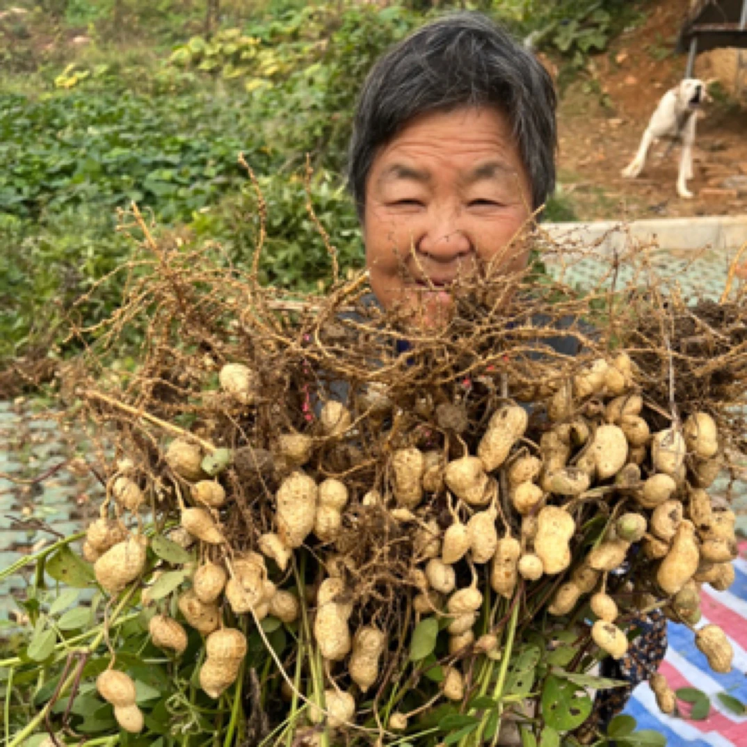 寿县八公山乡沙土地刚拔鲜花生