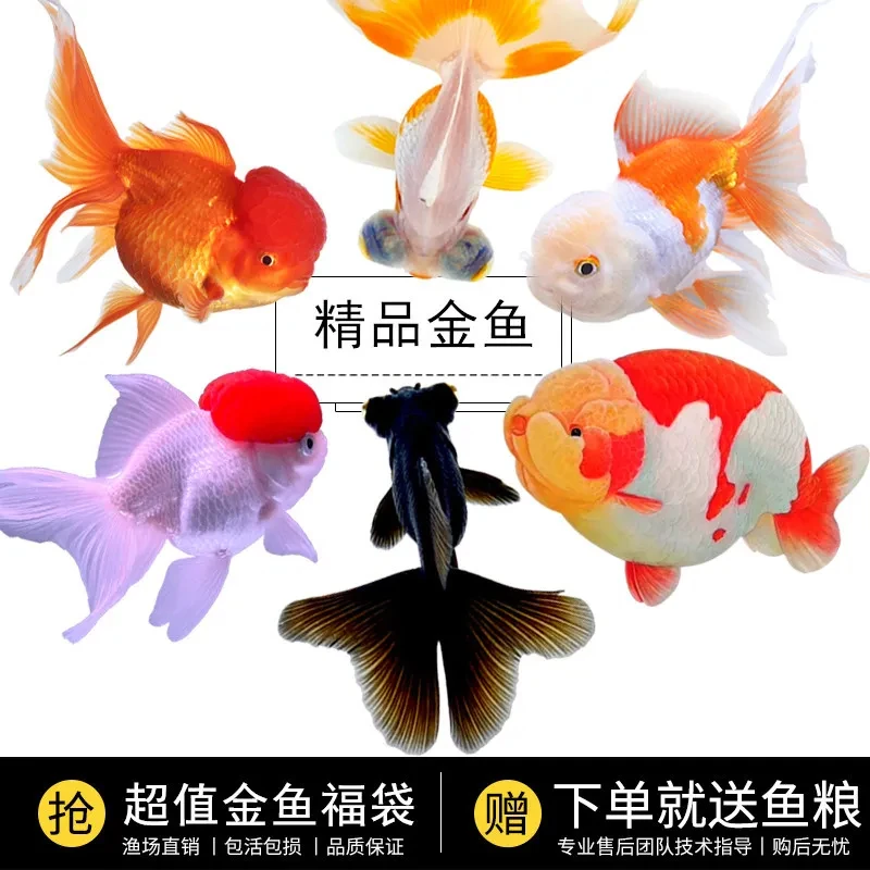 观赏鱼丹顶红国狮活鱼鹤顶红淡水鱼兰寿冷水鱼活鱼金鱼观赏鱼