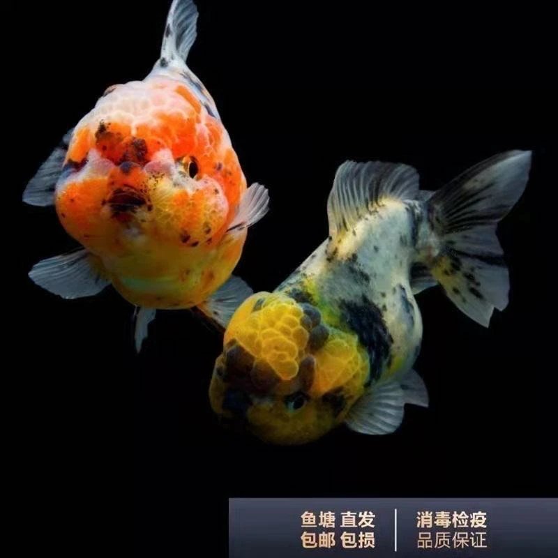 泰狮金鱼鱼苗观赏鱼小金鱼冷水鱼蝶尾易养招财宠物鱼好养耐活