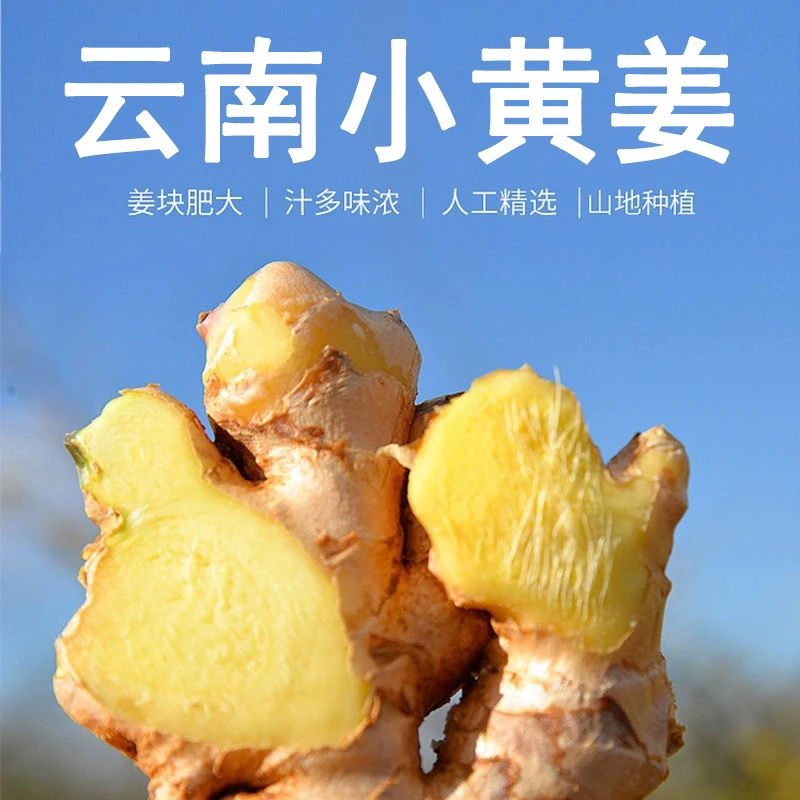 【当季嫩姜】云南小黄姜 生姜嫩姜产地直销 姜香浓郁山地种植新鲜姜
