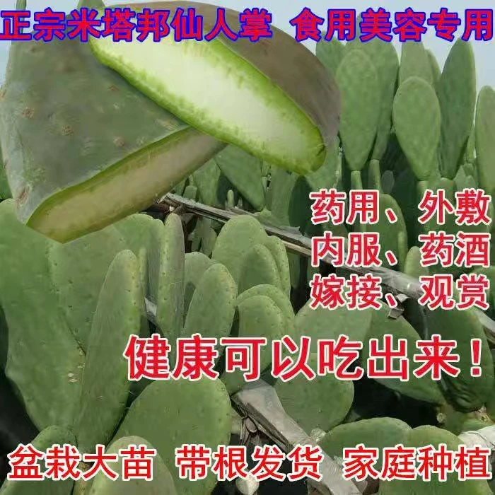 米塔帮食用仙人掌盆栽多肉植物盆栽食用仙人掌开花结果大苗正宗