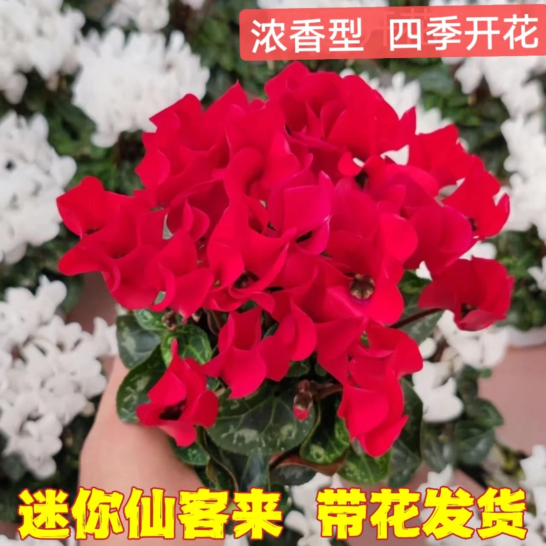 【花苞满满】浓香型 小花仙客来 迷你仙客来盆栽花卉兔子花期长