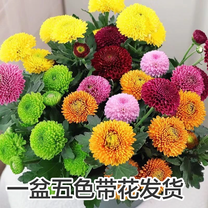 【带花苞发货】多色乒乓球菊花盆栽 大菊花九月菊千头菊乒乓球菊