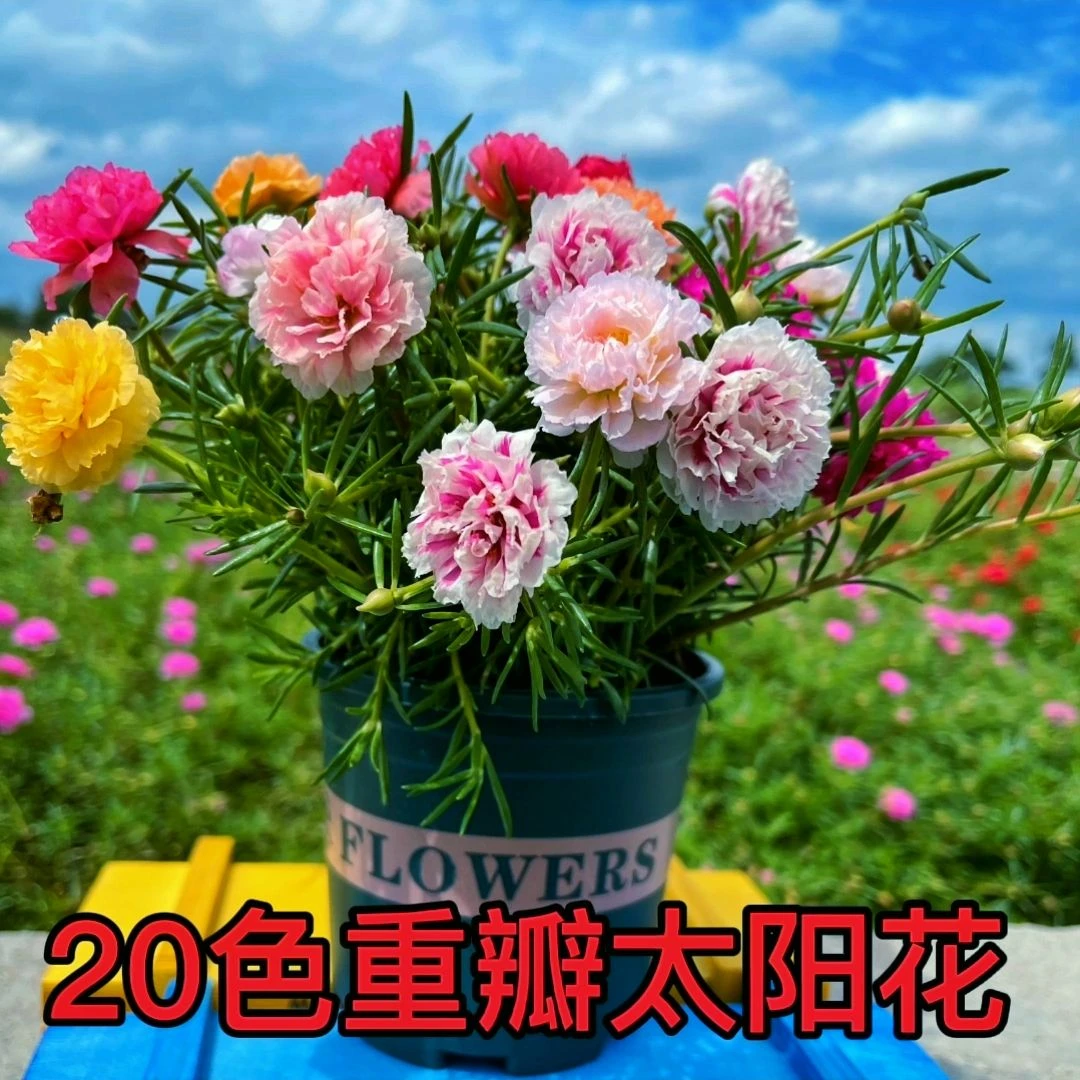 混色重瓣太阳花苗盆栽带根太阳花苗四季开花特别好养繁殖能力很强