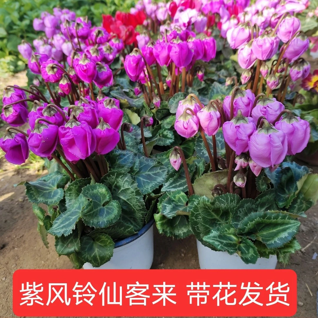 【带花发货】新品紫风铃仙客来盆栽蝶衣带花发货四季花阳台室内盆栽