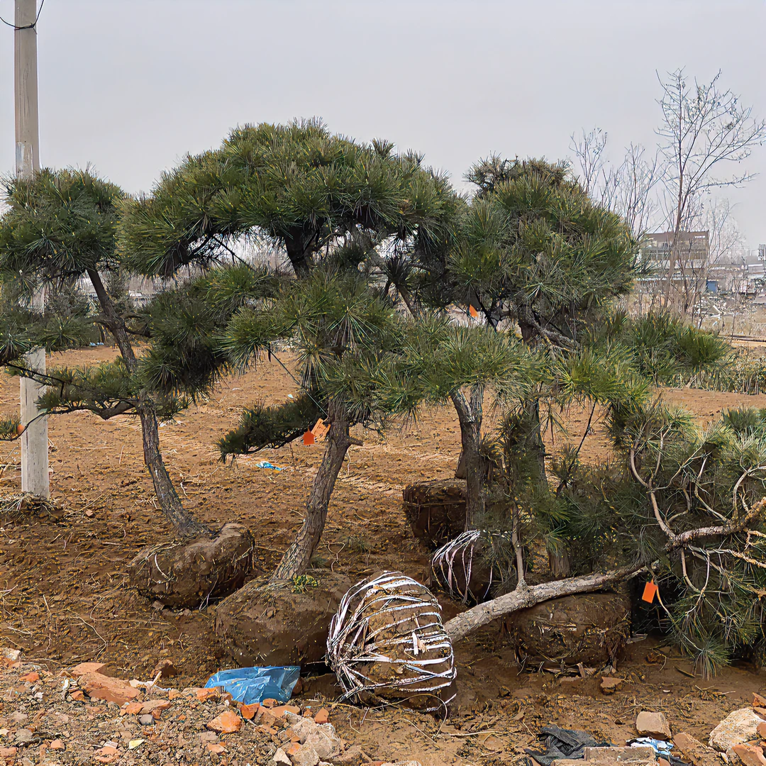 别墅 庭院造景大型黑松
