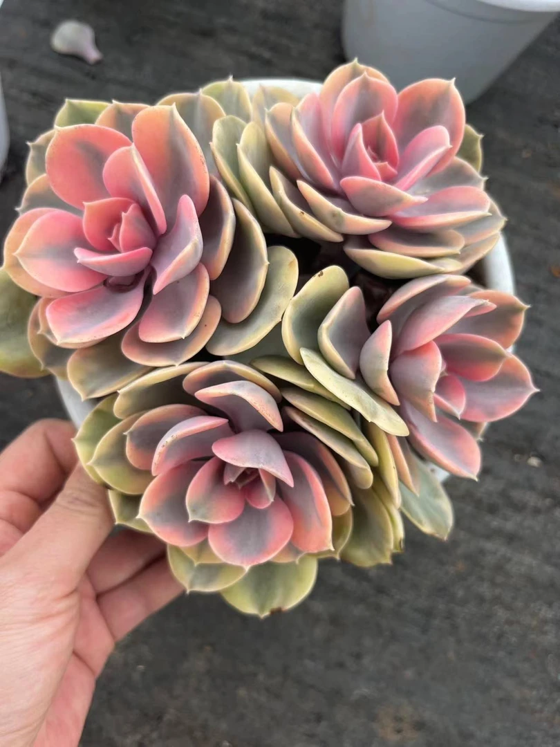 唯美   彩虹【自然锦】 多肉植物  【轻微掉叶不售后】