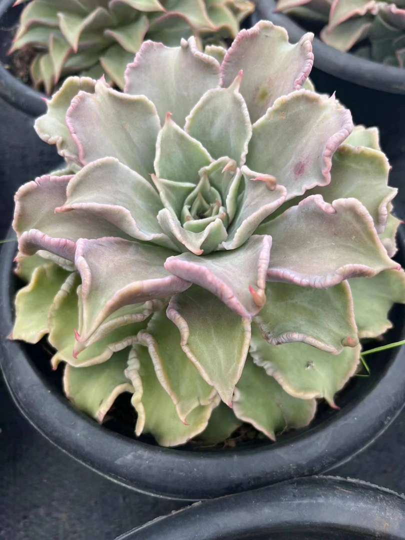 唯美  单头饺子皮【18.8包邮】【轻微掉叶不售后】 多肉植物