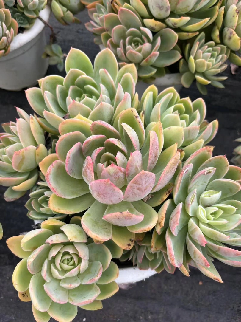 唯美 大丝绸面纱【轻微掉叶不售后】 多肉植物